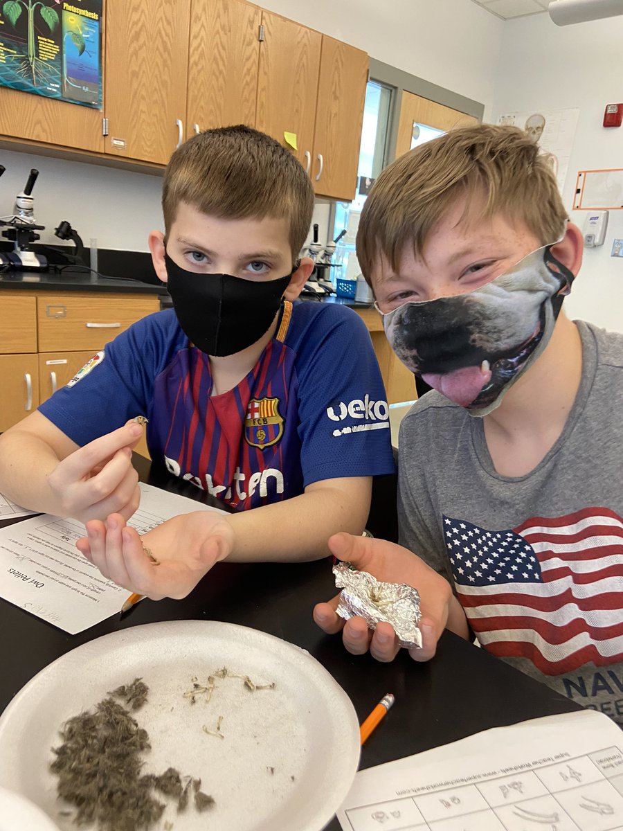 MsBoltTweets's tweet photo. We’re dissecting owl pellets in Life Science today !!! @7thGradeMPMS @MpMiddle https://t.co/FV9TkXdlKc