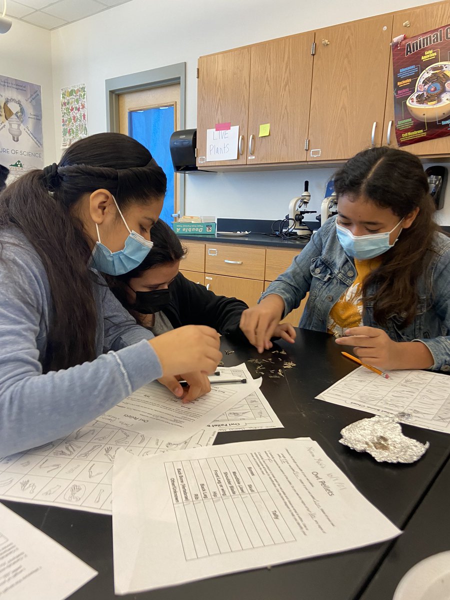 MsBoltTweets's tweet photo. We’re dissecting owl pellets in Life Science today !!! @7thGradeMPMS @MpMiddle https://t.co/FV9TkXdlKc