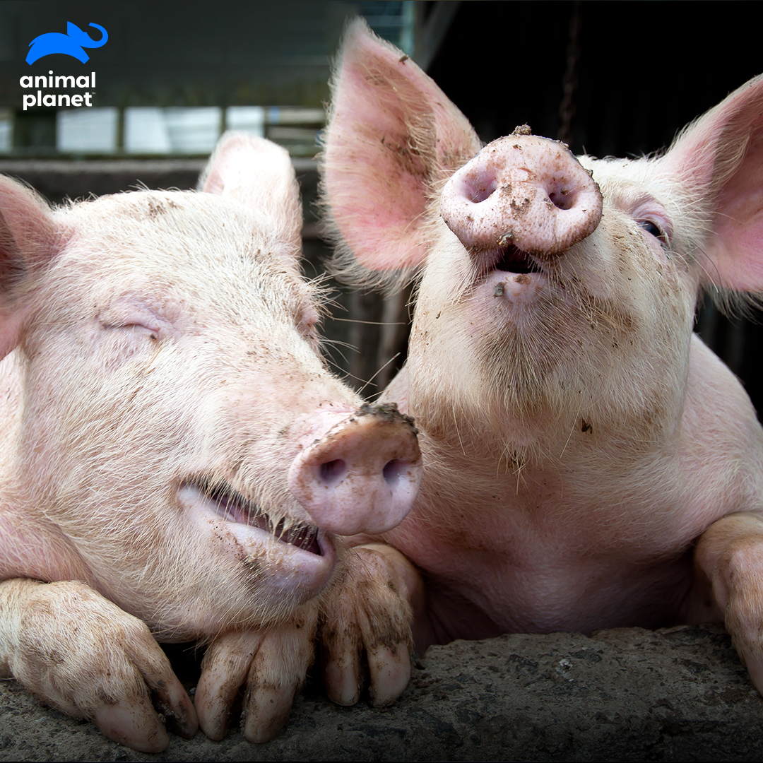 Animal Planet India в Twitter: „“Did you hear what piggy did? What a loser!” #CaptionThis and the best comment will be pinned to the top. /sxgSxpucGe“ / Twitter Animal Planet India в Twitter: „“Did you hear what piggy did? What a loser!” #CaptionThis and the best comment will be pinned to the top. /sxgSxpucGe“ / Twitter