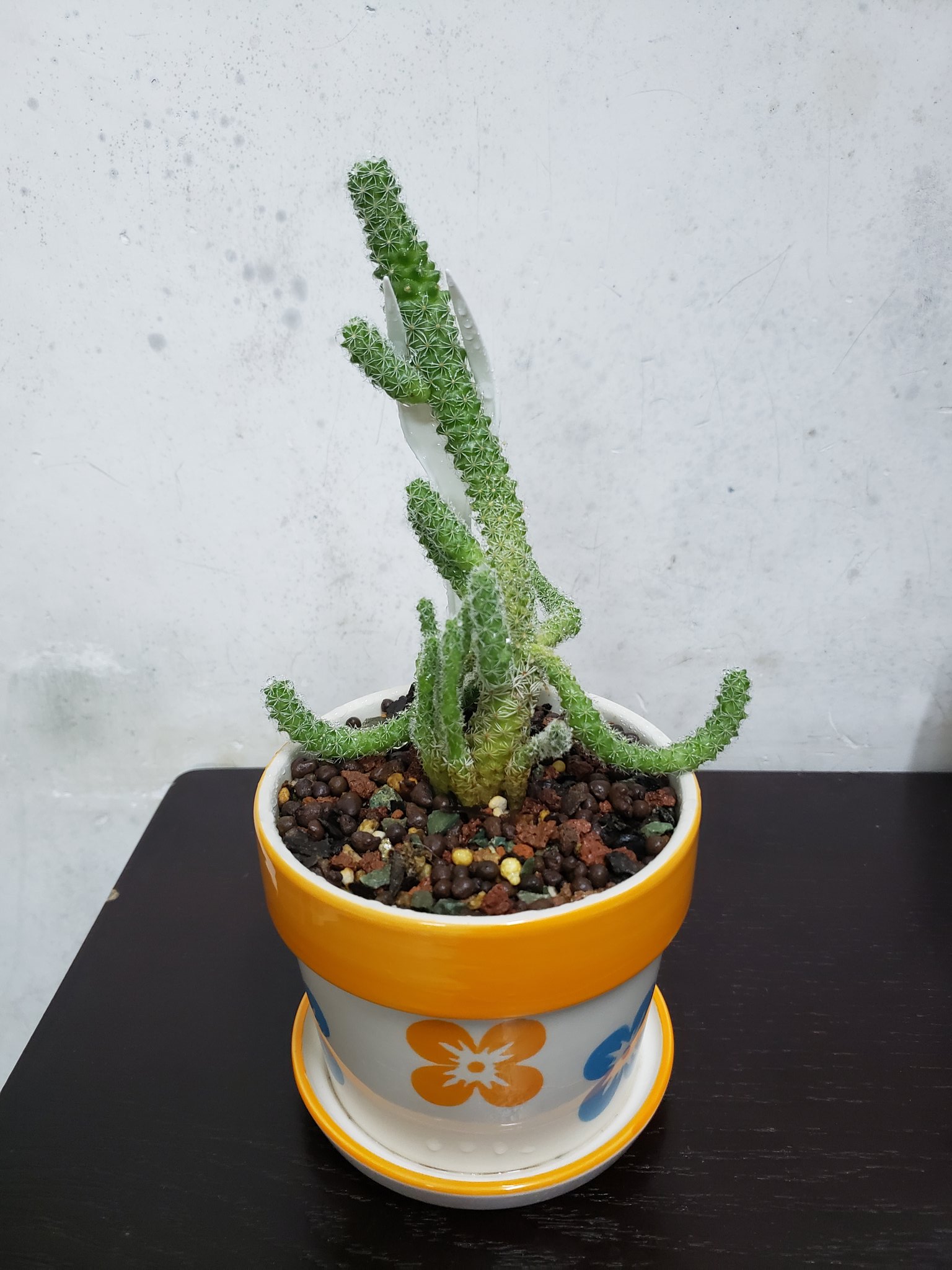 Ivan Wong 盆栽1 10 21 金枝玉葉 鷹爪十二卷 白鳥 四葉草 1 2 多肉植物 肉質植物四葉草 Fourleafclover Luckyclover Fourleaf Clover Leaf Lucky 白鳥 仙人掌 乳突球屬