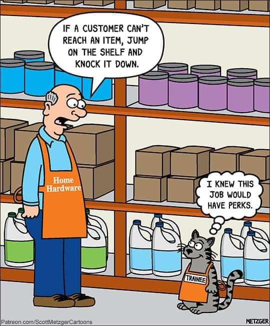 IhBucharest's tweet photo. Purrrfect job :)

#IHBucharest #saturdayfunday #jokes #havefun #saturdayvibes #saturdayjoke #letshavesomefun #laughisthebestmedicine https://t.co/TGM6UJf9sI