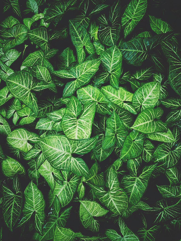 AshuMittal's tweet photo. #chasinggreen https://t.co/ExeG2woGYV