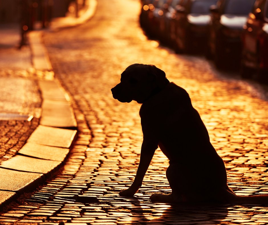 ChelmsCouncil's tweet image. We have a #vacancy for a Community Protection Officer. Do you care about keeping your community safe, protecting the environment, retrieving stray dogs and looking after animal welfare? Apply today at  chelmsford.gov.uk/join-our-team/…
#chelmsford #essexjobs #publicsectorjob #community