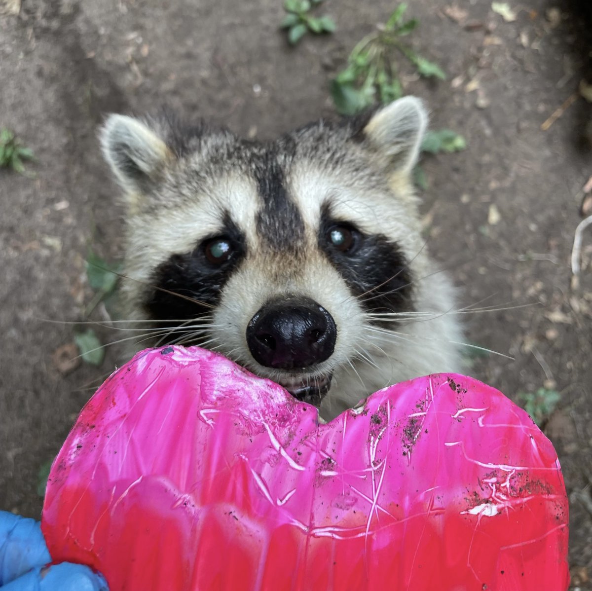 TheTorontoZoo's tweet photo. Today is #RaccoonAppreciationDay, a day to appreciate the unofficial mascot of the City of Toronto 💕🦝 

Show some love for Fergus, Elora and Micro today 💖 https://t.co/ONdtgC31A0