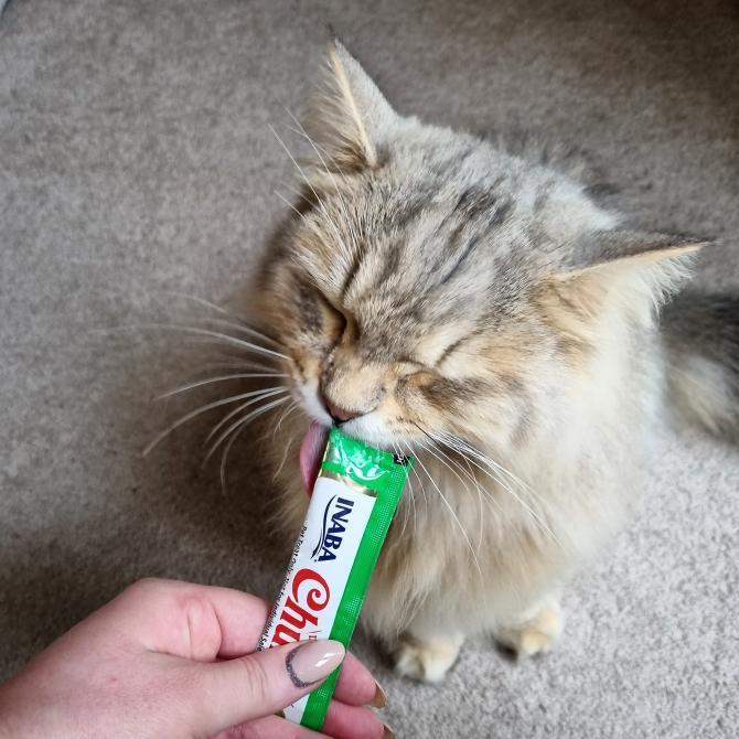 INABA_UK's tweet photo. "Hooman, look how cute I look eating my Churu"😍
#churuuk #cats #catlife #catlovers #catloversclub #catlover #happycat #hungrycat #catoftheday #catslover #cutecats #instacats #tastytreats #treats #cats #animal #cutecat #picoftheday #sweet #kittylove #catphoto https://t.co/AotlTQogYl