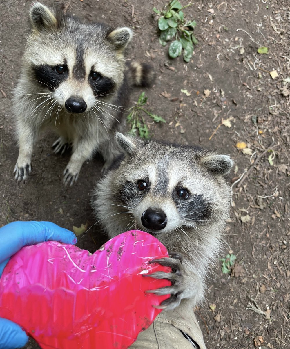 TheTorontoZoo's tweet photo. Today is #RaccoonAppreciationDay, a day to appreciate the unofficial mascot of the City of Toronto 💕🦝 

Show some love for Fergus, Elora and Micro today 💖 https://t.co/ONdtgC31A0