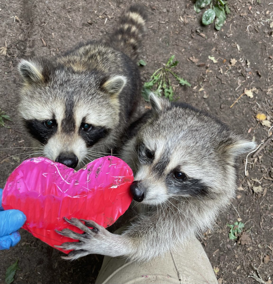 TheTorontoZoo's tweet photo. Today is #RaccoonAppreciationDay, a day to appreciate the unofficial mascot of the City of Toronto 💕🦝 

Show some love for Fergus, Elora and Micro today 💖 https://t.co/ONdtgC31A0