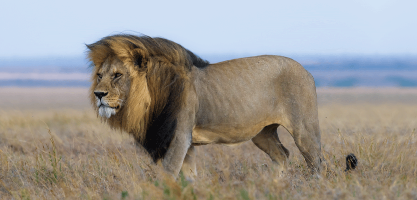 PrecisionLaser1's tweet photo. "Saving the #BigCats with #GIS"
Read: https://t.co/9DVyHTmRUR
#PLI #Geospatial #GeospatialLife #GeospatialData #Surveying #Surveyor #Surveyors #SurveyLife #Mapping #GPS #GNSS #DataCollection #Wildlife #Livestock #URISA #NSPS https://t.co/JkGK1H9hhY