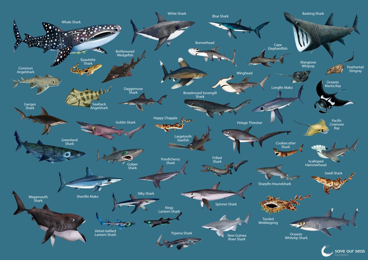 Save Our Seas tweet media