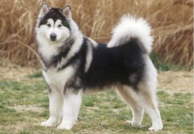 Mon Twitter पर インディ ジョーンズの名前の由来は ジョージ ルーカスが飼ってた愛犬 インディアナ から取ったんだそうな 冒頭シーンでパパの書斎にいたわんこがその犬らしい インディ ジョーンズ 最後の聖戦 金曜ロードショー 金曜ロードshow