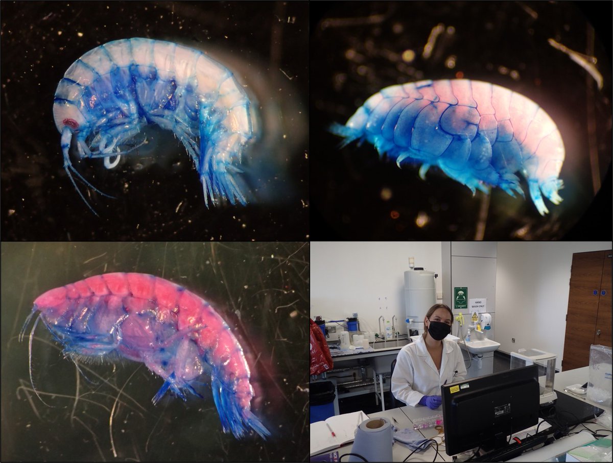 It was great to have @ocean_tea_ helping with our lab work over the last few weeks through a paid @sos_bangor_uni summer internship. She helped process seabed samples collected from the #RVPrinceMadog. Lots of amphipods to test our ID skills on (note the colours are not natural!)