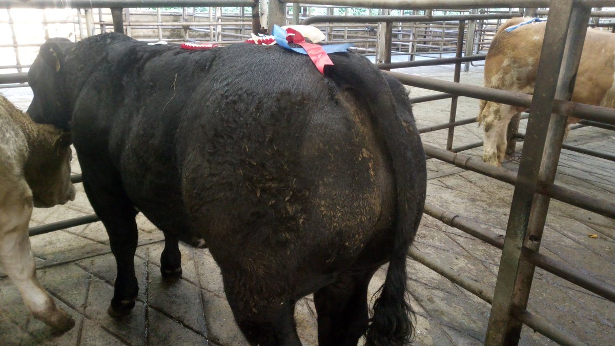 aurivo's tweet photo. Overall Champion at todays Weanling Bull Show and Sale  Feb 21 LM  485 kg @ 1450
@irebeefproducer @Sligo_Sucklers @AurivoFarmProf @aurivo @progressivegen https://t.co/LM8JUcPn1J