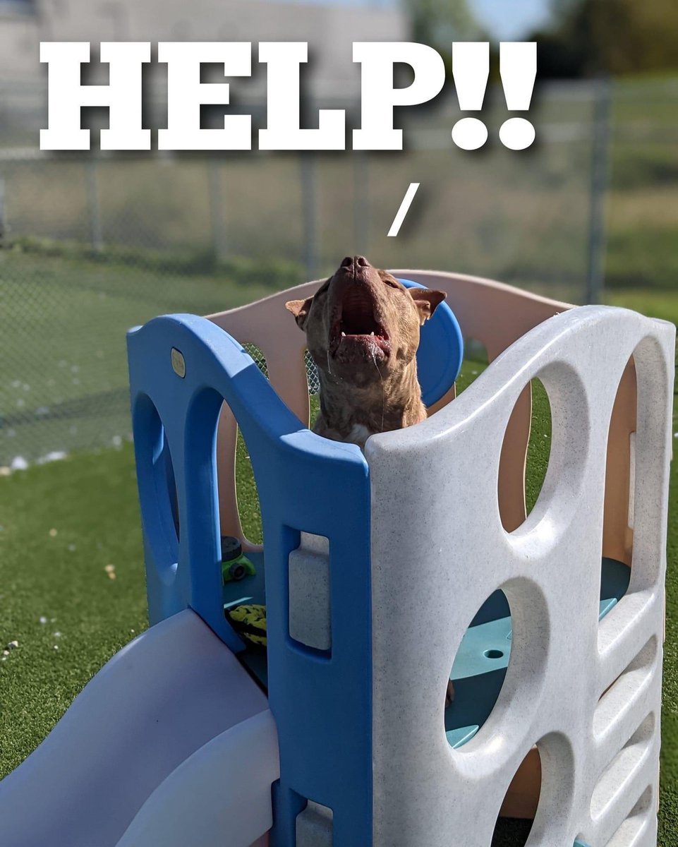 CityDogsCLE's tweet photo. 🗣HELP! The kennel is FULL! We have over 100 dogs up for adoption and need to find them homes! Like so many of our other shelter and rescue partners, we have experienced a slow down in adoptions while our intake has remained steady and we have almost no space to spare. (1/4) https://t.co/WdUnUvfw8I
