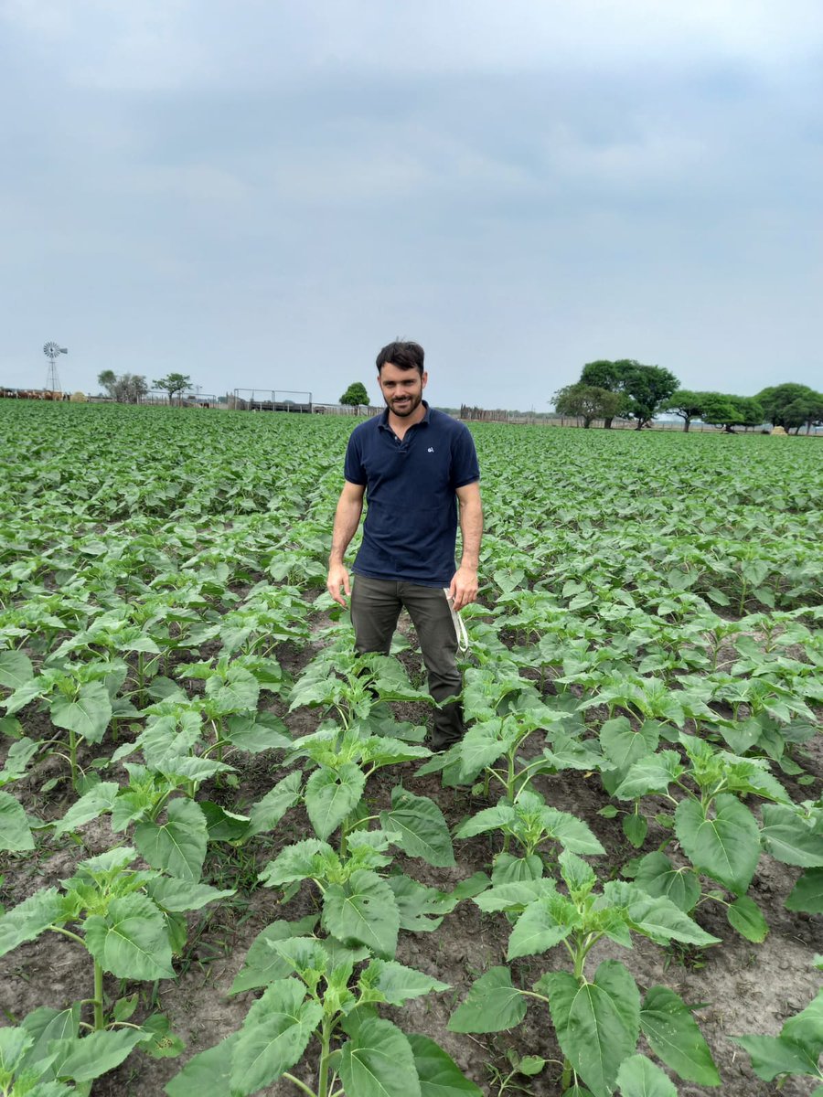advantaseedsarg's tweet photo. La nueva ERA Advanta comienza a asomarse, ADV 5407 CL y ADV 5505 CL, girasoles diferentes  🌻¡Gracias @yost_alejandro por las fotos! 🌻 https://t.co/mr9Iy1Pa03