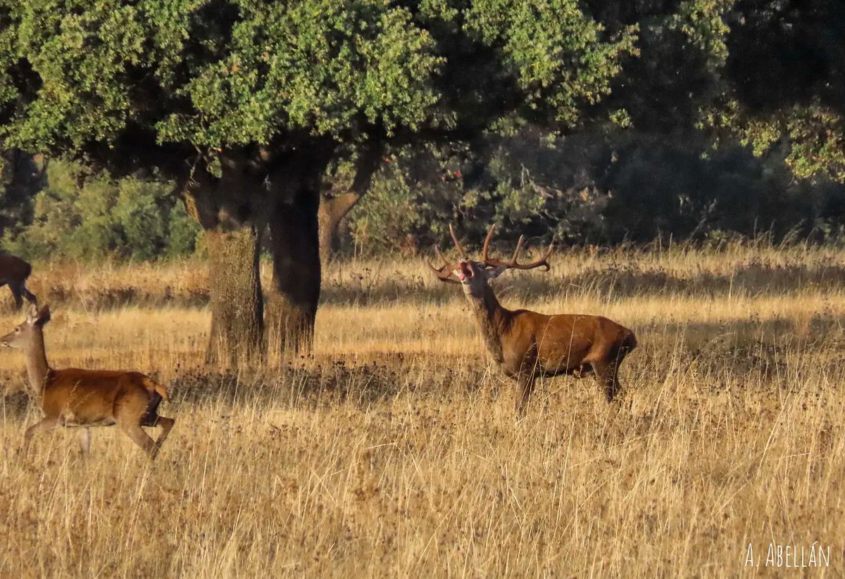 Cervus elaphus. Ciervo rojo. Red Deer 

#Berrea 

📍 Parque Nacional de Cabañeros

#cervuselaphus #ciervo #reddeer #mammals #mamiferos #fauna #faunasilvestre #faunaiberica  #wildlife #wildlifephotography #naturephotography #wildeurope #europeanwildlife #parquenacional #cabañeros