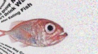 WindWakerFacts's tweet photo. [scary month (here is this fish after and before scary month (fish related to wind waker cause wind waker has fish)) {which is before and which is after i will leave to you to choose}] https://t.co/1JIfvwPnIl