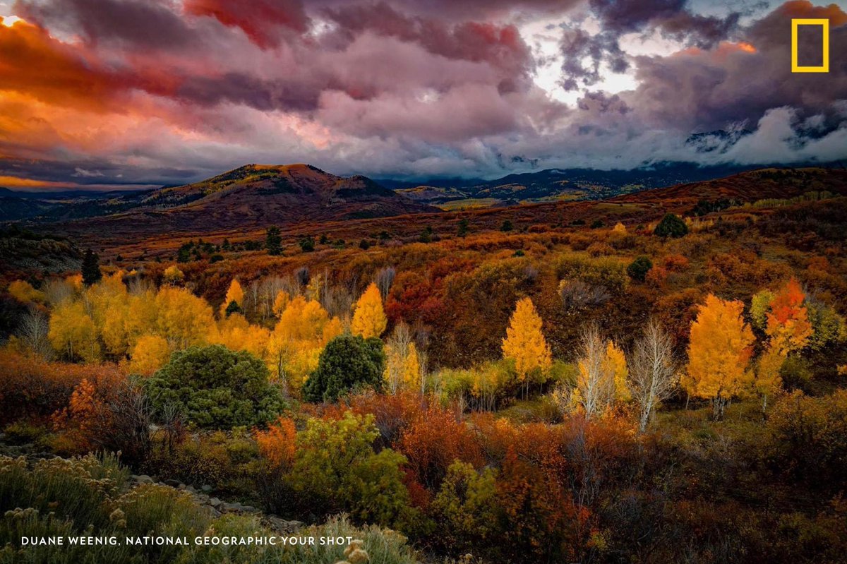 NatGeoHistory's tweet photo. Autumn leaves wash the landscape in hues of red and gold in this spectacular scene captured by Your Shot photographer Duane Weenig at Colorado's Dallas Divide. https://t.co/1QwA3fU21L