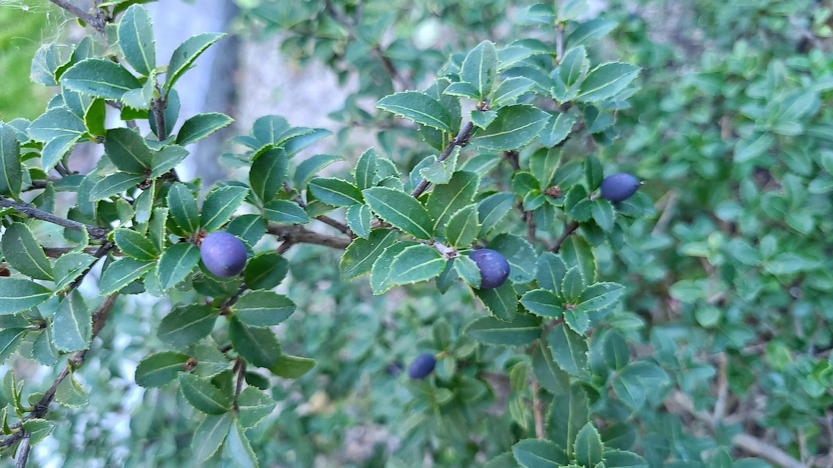 LovelyEarthS's tweet photo. I was so surprised to see some blue berries on the osmanthus bush. This is the first year I have seen them and the bush is 5 years old.
#Osmanthus #BlueBerries #OsmanthusBerries #FallBerries #LovelyEarthSociety https://t.co/ifOJHTUuvZ