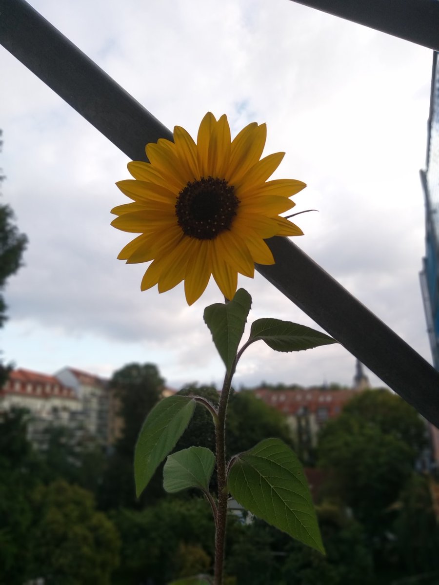 ezoderwitz's tweet photo. Von Lieblingsnachbarn lachend beobachtet nutze ich das in meinem #Kleinstgarten auf #Balkonien ausgestellte Baugerüst ja nunmehr zum Anbinden meiner Pflanzen und v.a. Trocknen meiner Kräuter. #ersteErnte https://t.co/Kuivnzavbj