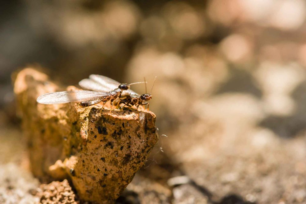 SimplyGreenPest's tweet photo. Have You Seen Termite Swarming Near Your Home?
There are few words in the English language that can make a person feel uncomfortable like termites ...
Read on https://t.co/wqtuxqYzM9 

#termites #termiteswarm #pestcont https://t.co/TOCOQFdHqP
