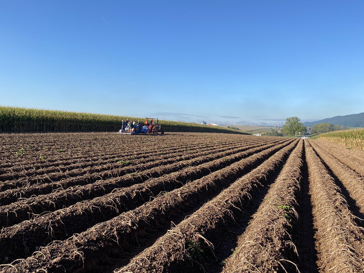 Alexander_Duffy's tweet photo. Getting the potato plots off today! Happy #harvest21 @TimacAgroUSA https://t.co/YTb09Nlyw1