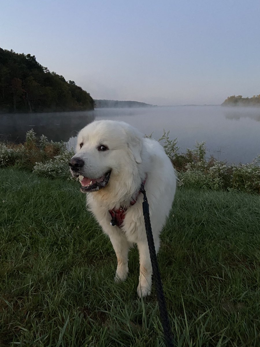 IzabelaSko's tweet photo. Had the best idea ever and took this guy to a park this morning to watch a sunrise! ๐คฉ #michiganparks #dogwalking #happydog #fallweather https://t.co/vKxpktLIxO