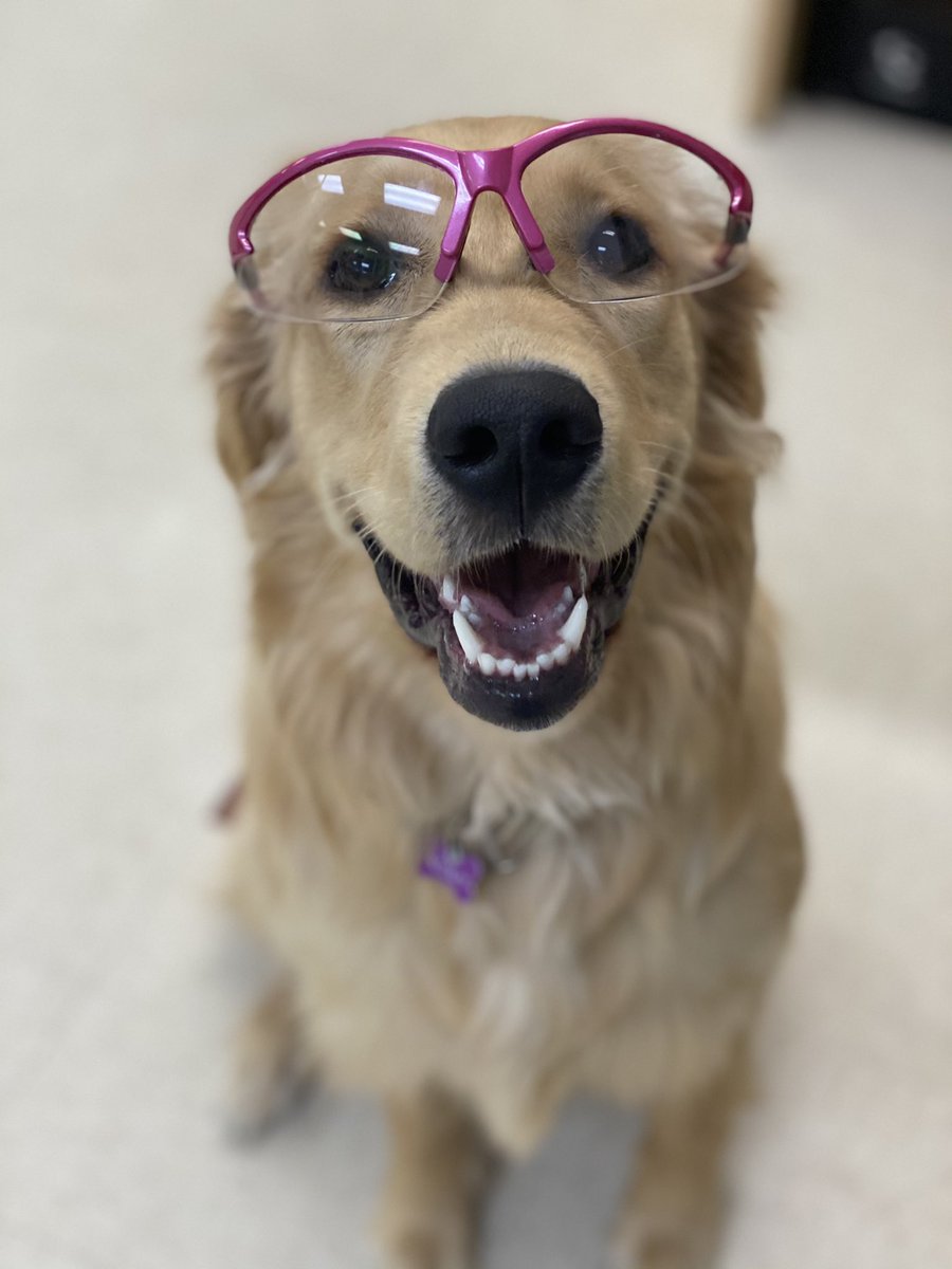 bunsenbernerbmd's tweet photo. BREAKING: Science concludes that all dogs are good dogs.
#science https://t.co/0Pw37AwyKn