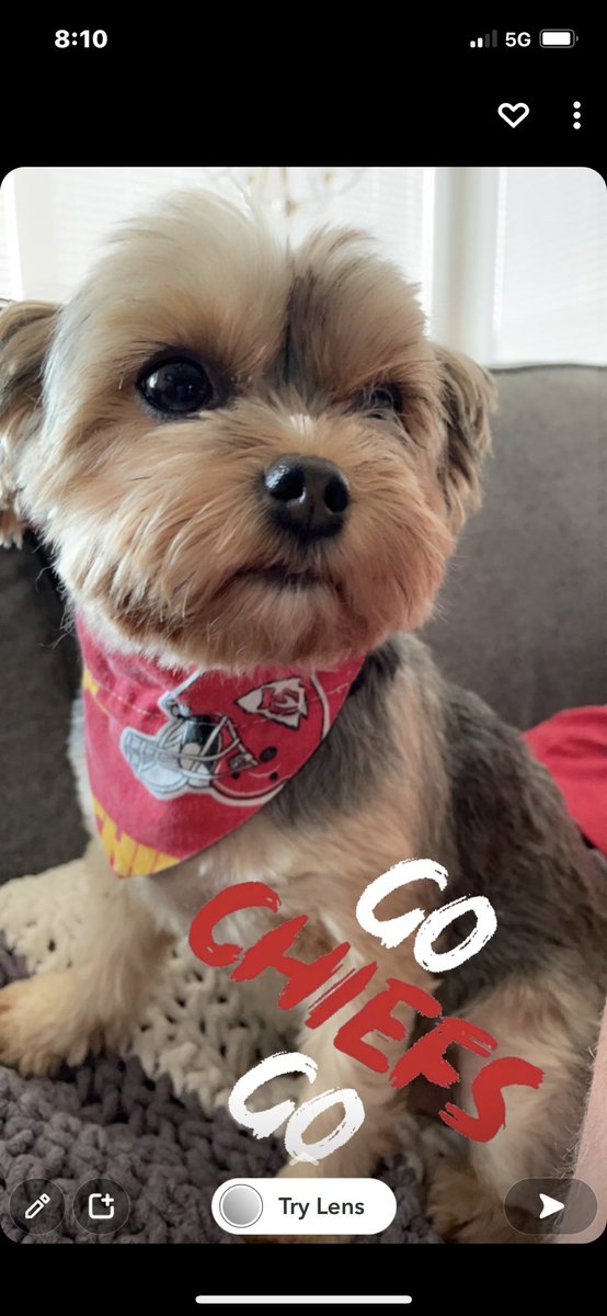 run10t's tweet photo. @kmbc Penny ❤️💛 https://t.co/JDu0jxcHRH