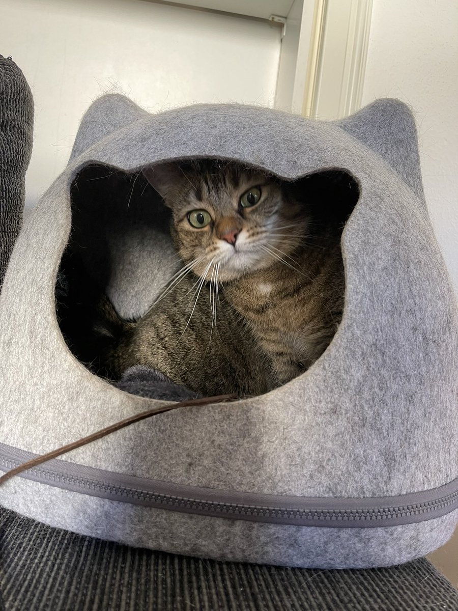 MimiUndMomo's tweet photo. Momo House https://t.co/AMJFwIlQ2L