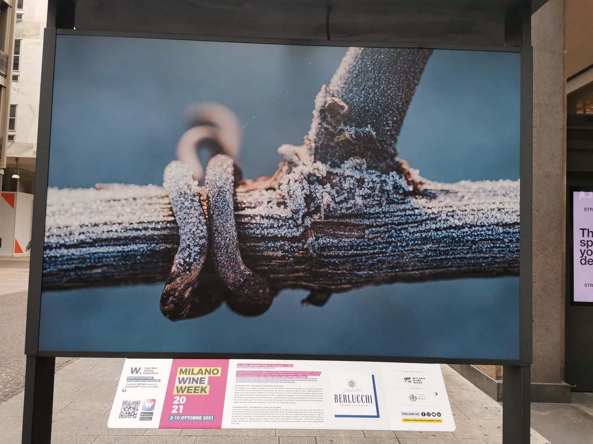 Passeggiando per Corso Vittorio Emanuele a #Milano, fino al 12 ottobre incontrerete il racconto di una storia speciale, lunga 60 anni: quella del #Franciacorta Berlucchi! Non perdetevela 🥂