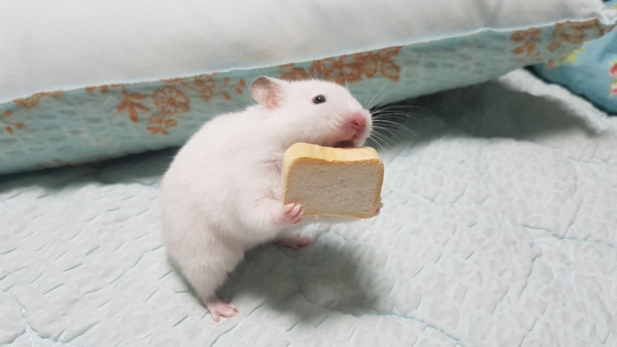 cat_mumu_S2's tweet photo. 허겁지겁 뵤 https://t.co/suDwbSwlu4