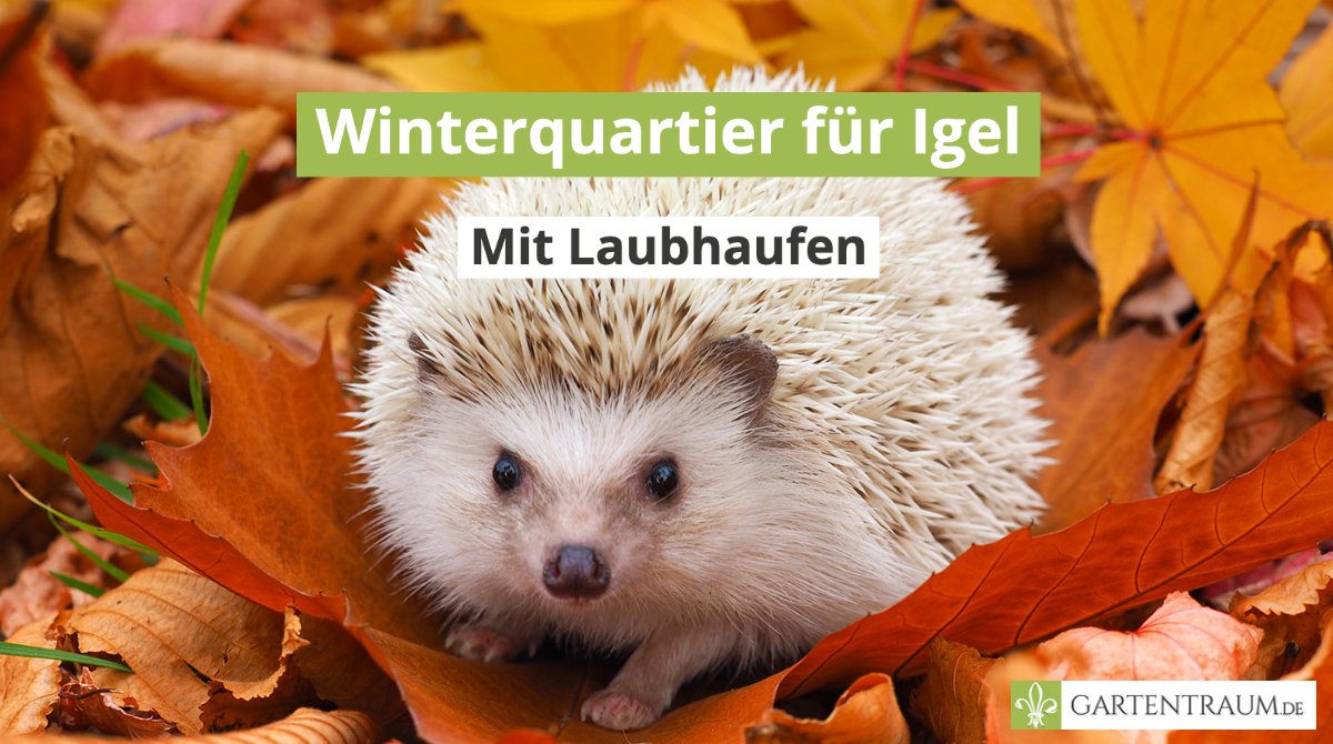 Heutiger Tipp aus dem Rechenzentrum: Herbstlaub solltet Ihr für Igel &amp; Co zu einem schützenden Haufen zusammenrechen, sie werden es Euch danken! Wusstet Ihr, dass die rund 8.000 Stacheln eines Igels hohl sind? Wir sind ebenfalls beeindruckt. 
#gartentraum #igel #laubundordnung