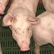 banbloodsports's tweet photo. Paul Murphy TD has asked Minister for Agriculture "if he will halt plans to export live Irish pigs to China given the cruelty involved in live export" https://t.co/kVjgnFY3ze Thank you @paulmurphy_TD • RT to urge @McConalogue to scrap plans to export 1000s of Irish pigs to China https://t.co/vNXUP4kOCj