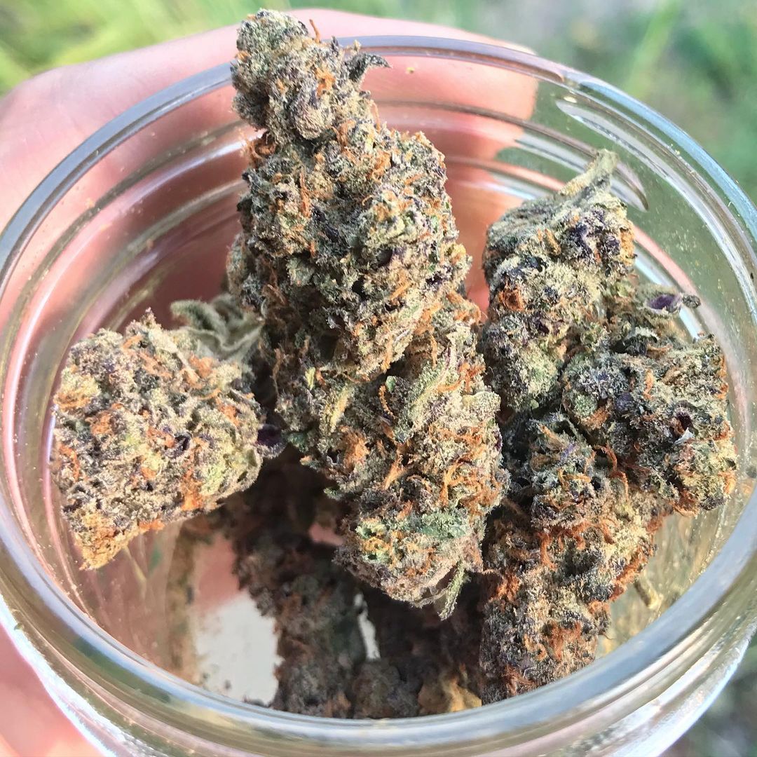 vintsweedy's tweet image. #ukcannabis #cannabis #cannabiscommunity #weed #uk #ukcannabiscommunity #hightimes #thc #ukweed #weedporn #cannabisculture #cbd #weedstagram #dank #durham #stoner #marijuana #life #ukcannabisclubs #terps #topshelf #cannabisuk #endthewarondrugs #prohibitionistheproblem