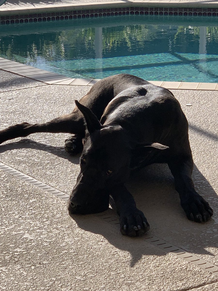fuentejps's tweet photo. Happy Friday Twitter! Humans are leaving for the day 😞. I’ve had a long sunrise walk and breakfast so I’ll hang out with my baby while they’re gone:). #leavingme #hugothedane #bigassdogs https://t.co/XAiimlilPh