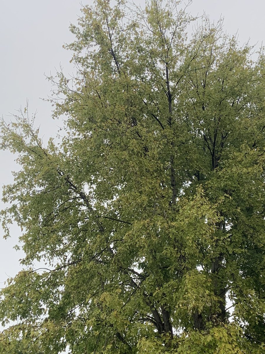 Betsy Luke tweet media