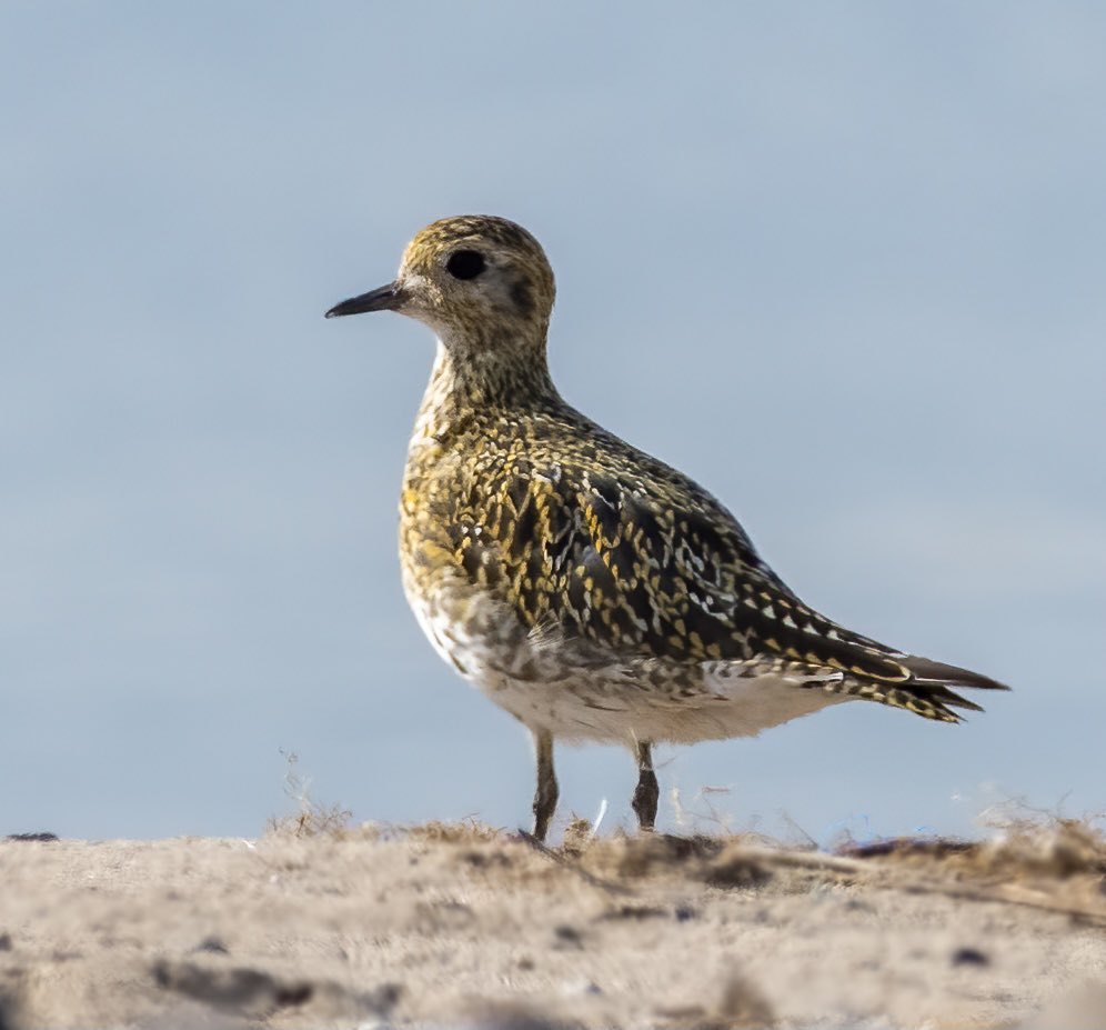 PaulFre43744118's tweet photo. Golden Plover #spurnbirds @Natures_Voice https://t.co/fCCFxZoLDs