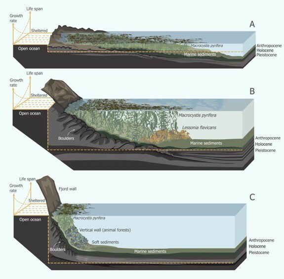 Subelab_chile (@subelab) on Twitter photo 📝Disponible último Journal of Biogeography (Oct) en el cual aparece el maravilloso paper sobre Bosques Submarinos de Patagonia. Un tremendo trabajo liderado por <a href="/Alitamoras/">Alejandra Mora</a> donde participó nuestro director <a href="/ale_subelab/">Ale Perez Matus</a> Vía <a href="/erasmomac/">Erasmo Macaya Horta</a> <a href="/AlgaLab/">Algalab</a> ➡️
onlinelibrary.wiley.com/doi/10.1111/jb… 📝Disponible último Journal of Biogeography (Oct) en el cual aparece el maravilloso paper sobre Bosques Submarinos de Patagonia. Un tremendo trabajo liderado por <a href="/Alitamoras/">Alejandra Mora</a> donde participó nuestro director <a href="/ale_subelab/">Ale Perez Matus</a> Vía <a href="/erasmomac/">Erasmo Macaya Horta</a> <a href="/AlgaLab/">Algalab</a> ➡️
onlinelibrary.wiley.com/doi/10.1111/jb…