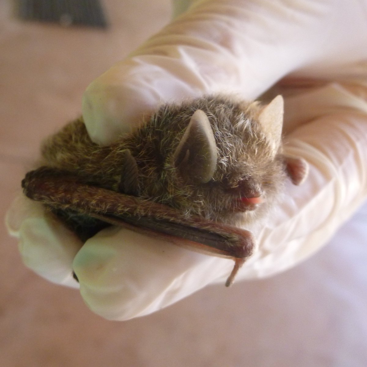 In honor of #BatAppreciationMonth , I present to you the lesser woolly #bat (Kerivoula lanosa) from Eswatini, one of the cutest #bats I've ever had the privilege of catching. Complete with #blep #BatMonth #fluffy #smol #cute #skypuppy