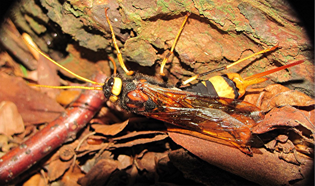 Female Yellow-headed Woodwasp (Urocerus augur) new to Hertfordshire and nationally the first to be recorded laying eggs. Found and photographed by Phil Attewell near Radlett in August. hnhs.org/news/yellow-he…