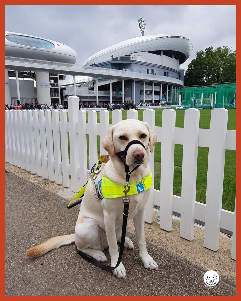 I’ve loved my first season with <a href="/HomeOfCricket/">Lord's Cricket Ground</a> a massive thank you to Yvonne <a href="/jaydellis/">Jayde Ellis</a> <a href="/RickyReynolds88/">Ricky Reynolds</a> for making me feel welcome.
<a href="/guidedogs/">Guide Dogs</a>