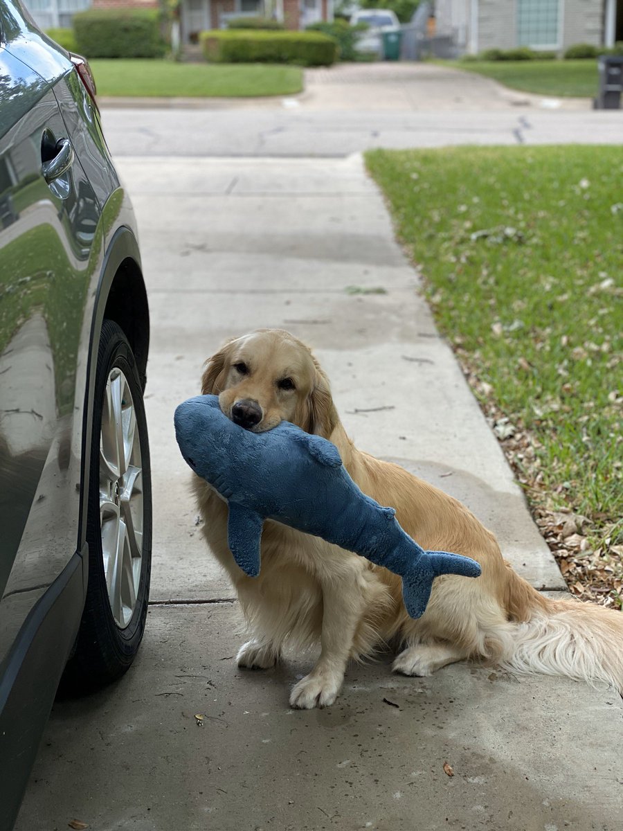 <a href="/TheGoldenRatio4/">The Golden Ratio</a> OMG OMG OMG 
MOMMMMMMMMMMMMM I NEED MORE BLAHAJS LETS GO GET IN WERE GOING SHOPPING