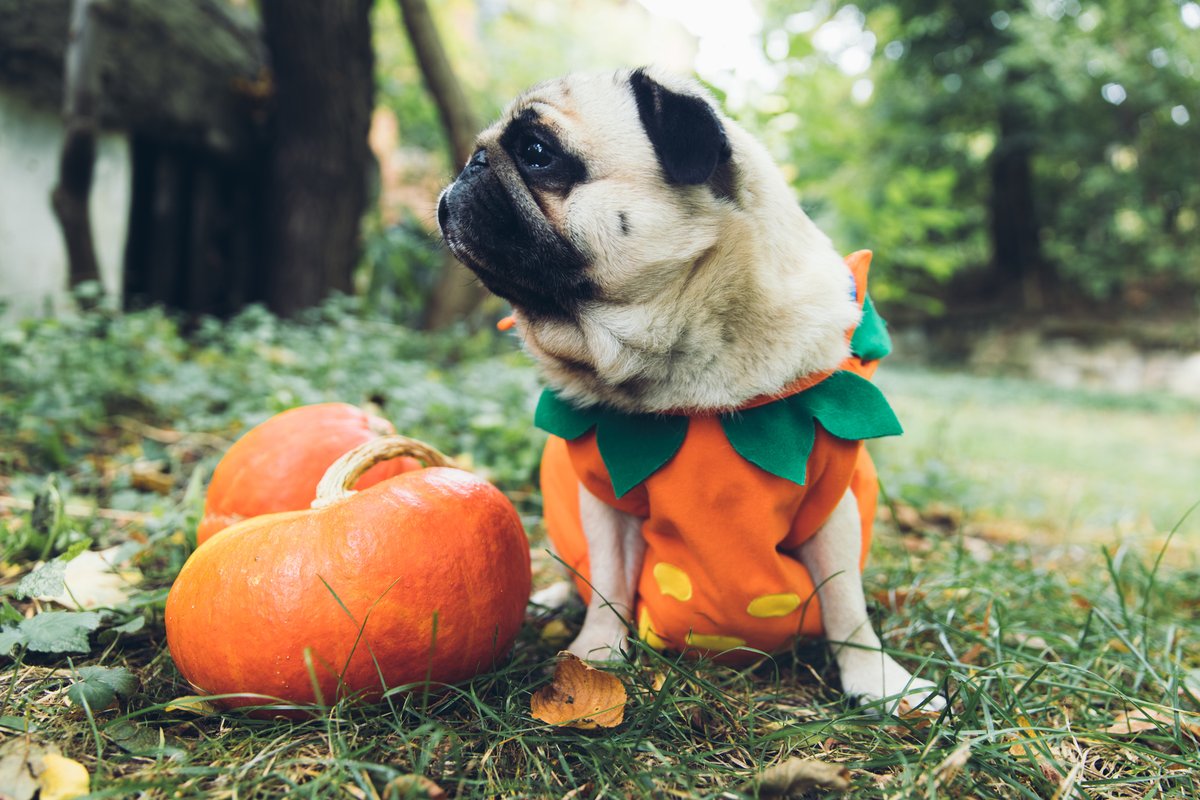 Pet Craft Supply Co. tweet media