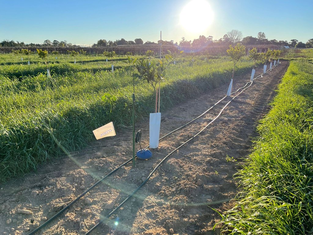 At Manna Farms in Australia, David Keens has implement CropX in his Citrus field. "The CropX web portal and device app is brilliant and by far the best and easiest one that I have used...Their predictions and calculations make scheduling irrigations with them great." 👏👏