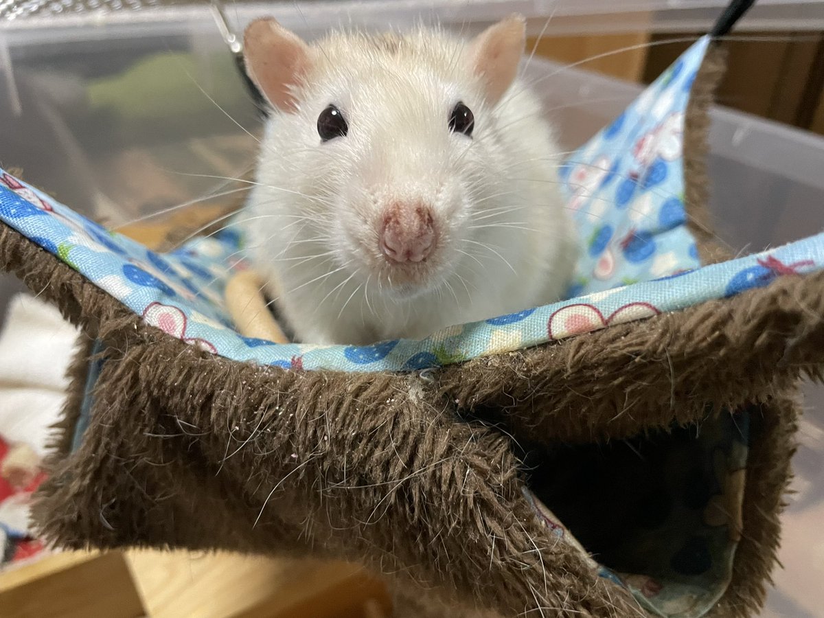 大好きだったへやんぽを、なぜかここ数日は拒んでいます😣

歳だからかな？寒くなってきたからかな？🥲ずーと寝ている青豆

まだまだ青豆と一緒に居たい飼い主です。
（さっきは久々にハンモックの上にでてきてくれた↓🙌🏻）