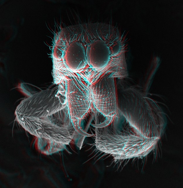 U.S. National Science Foundation (@nsf) on Twitter photo What gives tiny bugs a big bite?
An #NSFfunded study <a href="/uoregon/">University of Oregon</a> found that metal-rich biomaterials make fangs, stingers & claws sharp & strong enough for spiders, insects & worms to puncture a prey’s tough hide. bit.ly/3mdpYQU
📷: Schtone/Wikimedia Commons What gives tiny bugs a big bite?
An #NSFfunded study <a href="/uoregon/">University of Oregon</a> found that metal-rich biomaterials make fangs, stingers & claws sharp & strong enough for spiders, insects & worms to puncture a prey’s tough hide. bit.ly/3mdpYQU
📷: Schtone/Wikimedia Commons