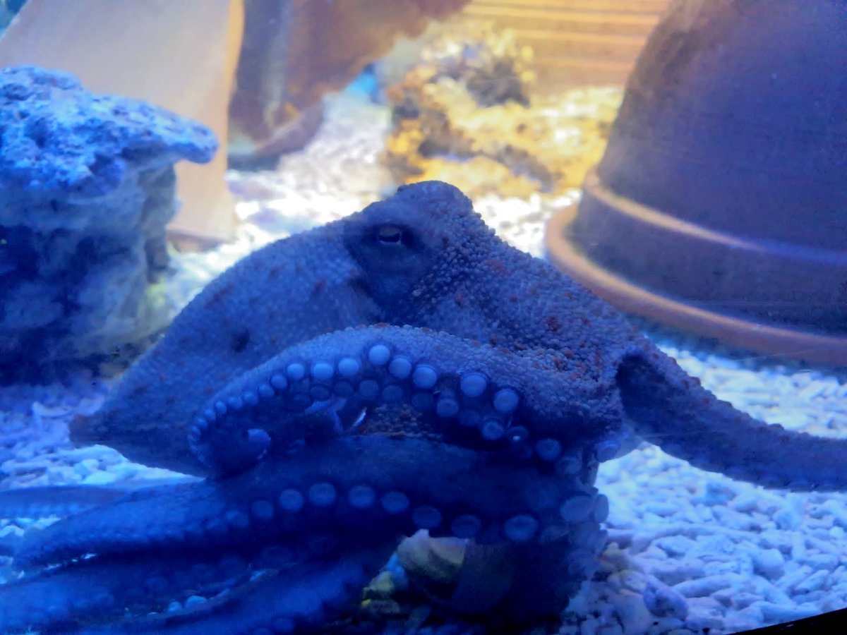 Although the Octopus Ahoy! project is drawing to an end, the team just can't seem to stay away from our favourite underwater creatures...

We couldn't resist visiting this beautiful specimen, who lives at <a href="/SEALIFEScarboro/">SEA LIFE Scarborough</a>, recently.

#octopus #octopusahoy #sealife #sealifecentre
