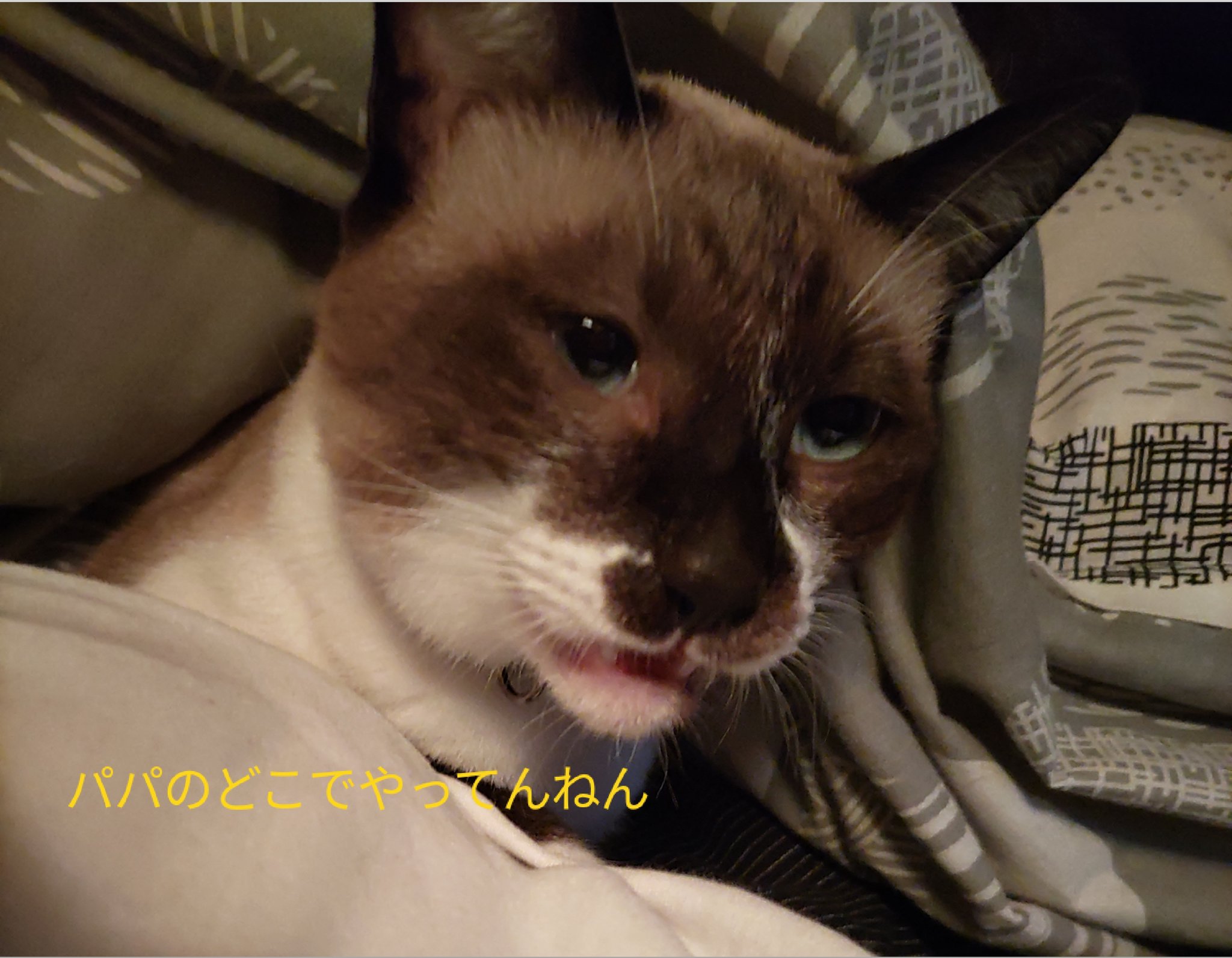 フレーメン現象 Twitter Search Twitter