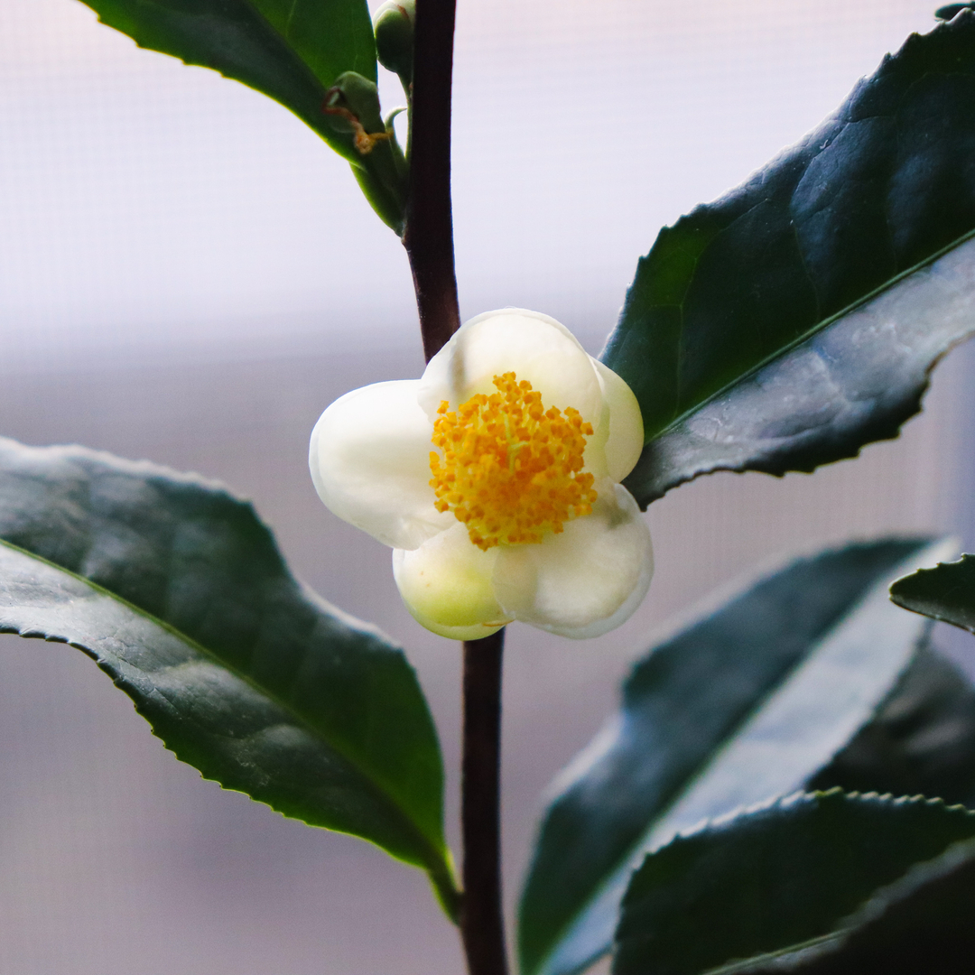 Attention: I will be spamming IG with pictures of my tea plant until it has finished flowering. #sorrynotsorry 🤣

#teaformeplease #teaplant #teaflower #camelliasinensis #teablogger #usgrowntea