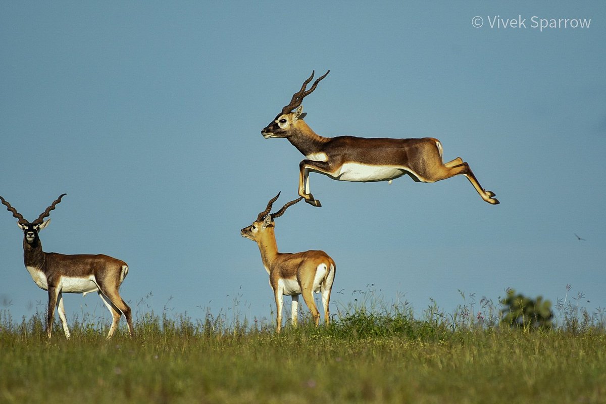 Vivek (@vivek97970977) on Twitter photo #flyingbuck #Blackbuck #Bidar #Karnataka #grassland #deccan_india <a href="/bidarupdates/">BIDAR Update</a> <a href="/aranya_kfd/">Karnataka Forest Department</a> <a href="/SivasankarIFS/">Sivasankar S, IFS</a> #flyingbuck #Blackbuck #Bidar #Karnataka #grassland #deccan_india <a href="/bidarupdates/">BIDAR Update</a> <a href="/aranya_kfd/">Karnataka Forest Department</a> <a href="/SivasankarIFS/">Sivasankar S, IFS</a>